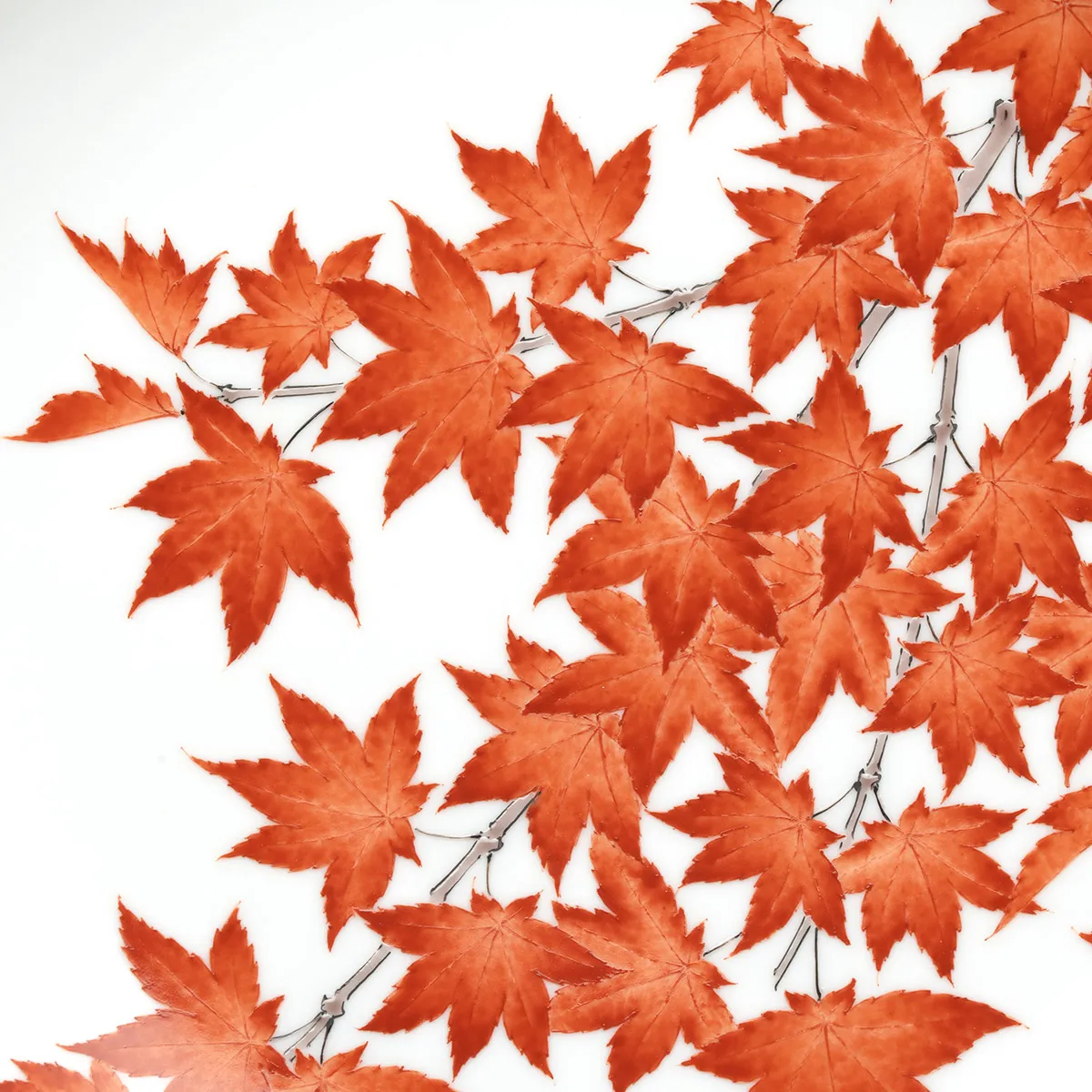 濁手 紅葉文 皿
